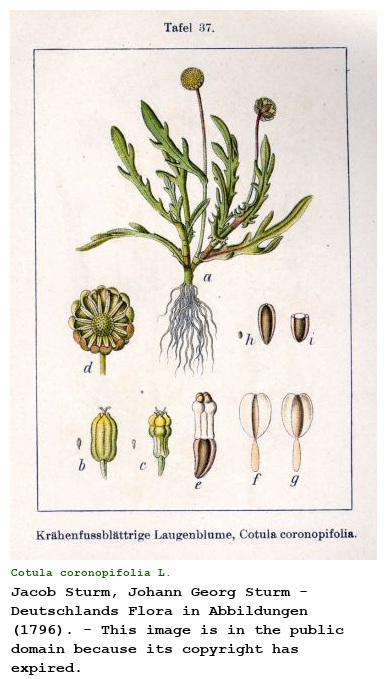 Cotula coronopifolia L.